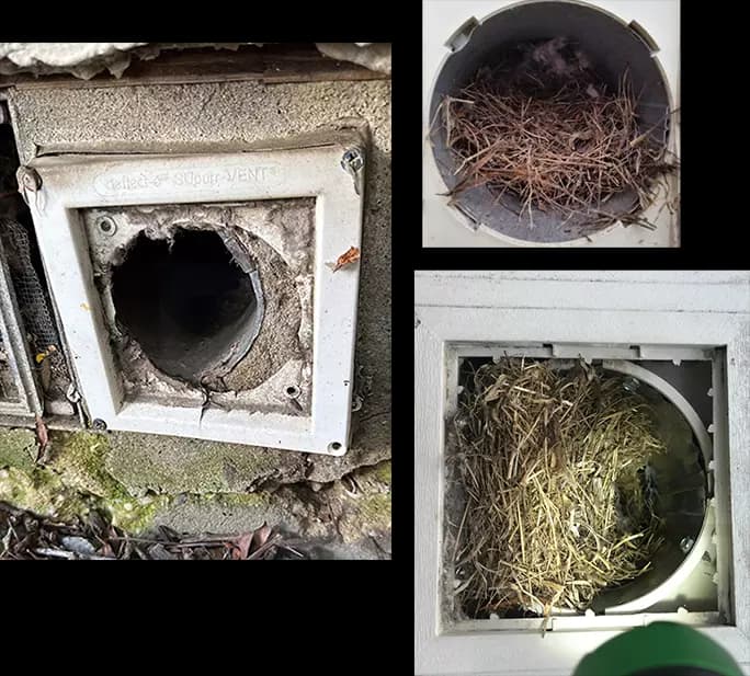 Bird nested in dryer vent removal process